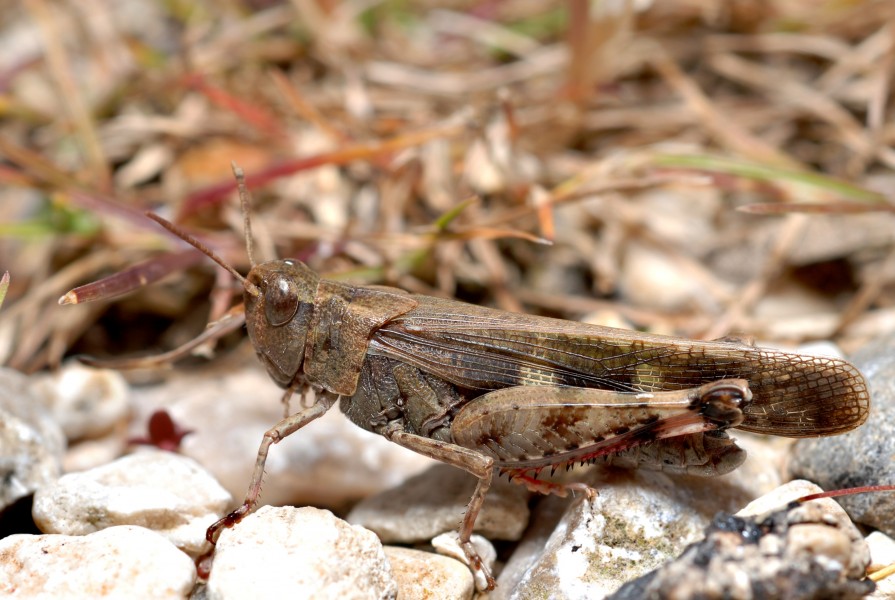 Aiolopus strepens (3103752342)