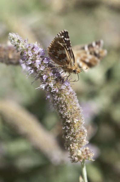Ajedrezada tórrida (Pyrgus cirsii), Ágreda, España, 2012-08-28, DD 02