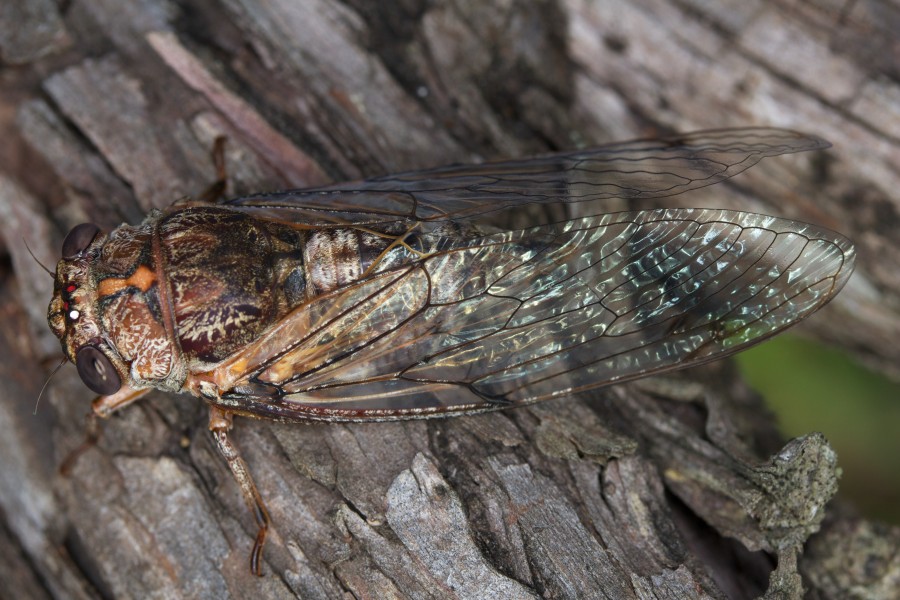 Aleeta curvicosta (14338150959)