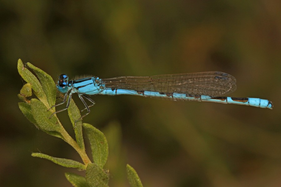 Alkali Bluet - Enallagma clausum, along Route 50 in western Utah - 16184326308