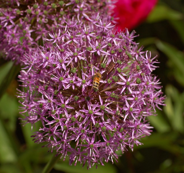 Allium cultivar Chanticleer Bee