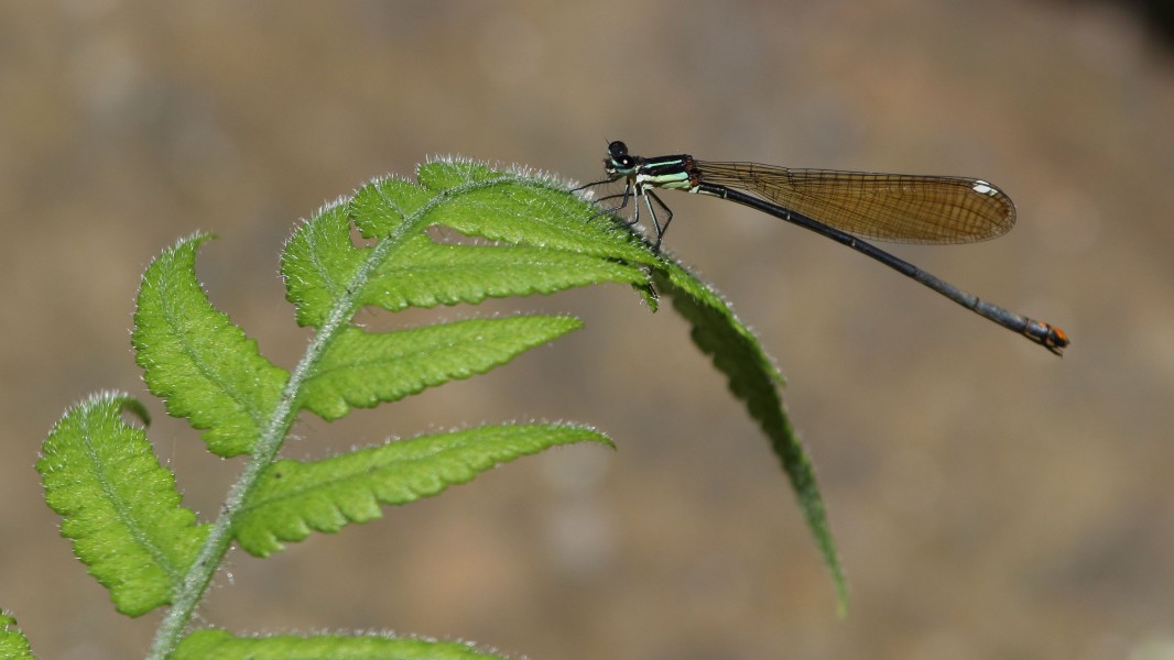 Allocnemis leucosticta 2016 04 27 4100