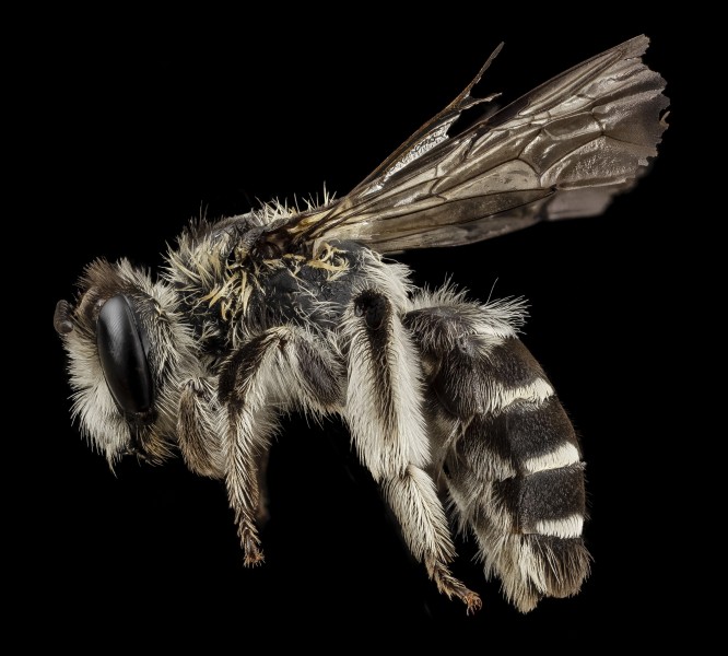 Alocandrena porteri, f, side, peru 2014-07-26-14.55.39 ZS PMax (16019319701)