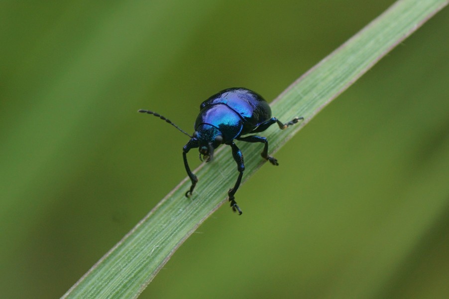 Altica - Flea Beetle01763