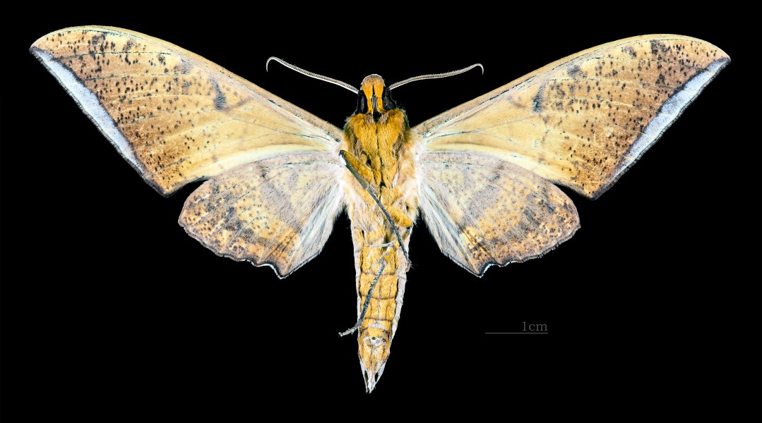 Ambulyx clavata MHNT CUT 2010 0 78 Wiang Pa Pao Chiang Rai Thailand male ventral