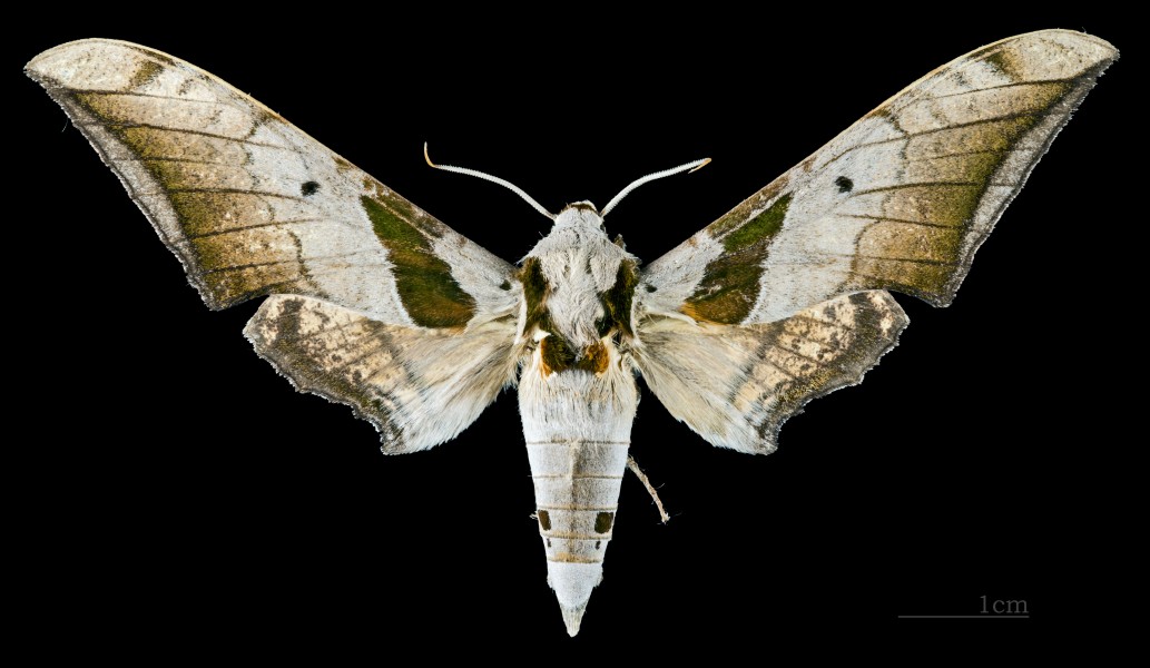 Ambulyx japonica angustifasciata MHNT CUT 2010 0 59 Taiwan male dorsal