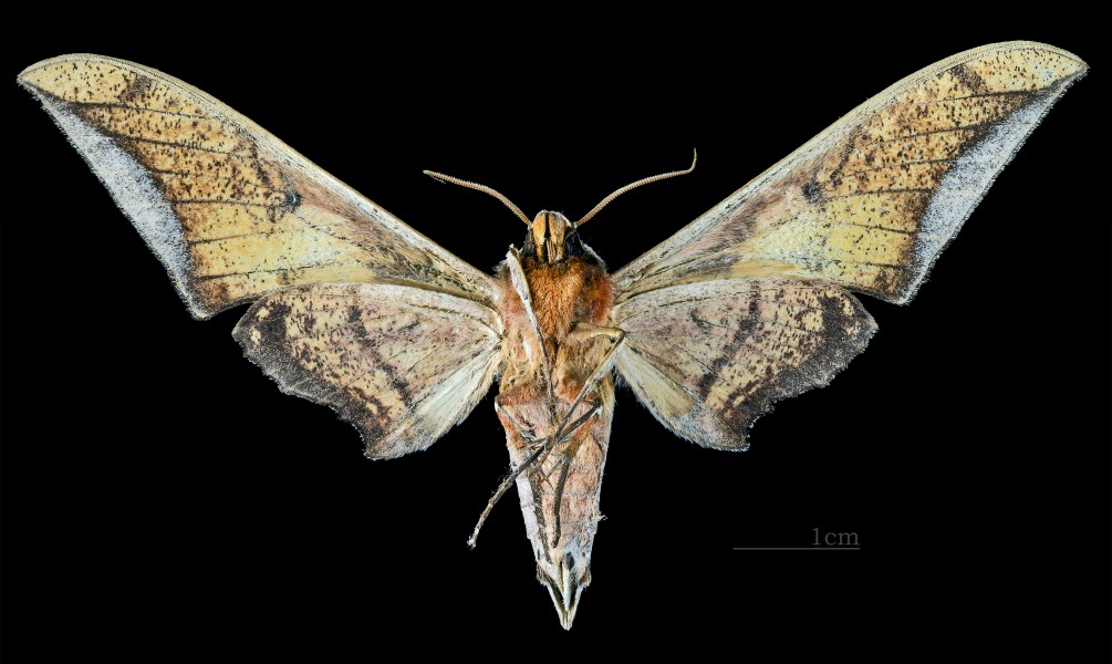 Ambulyx japonica angustifasciata MHNT CUT 2010 0 59 Taiwan male ventral