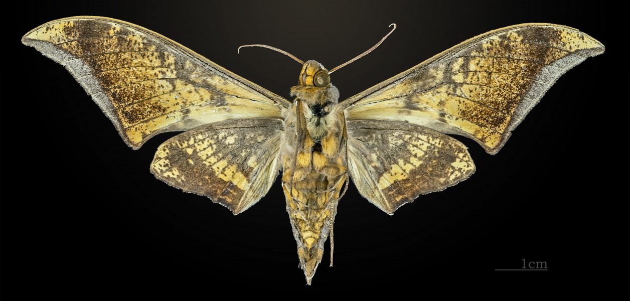 Ambulyx jordani MHNT CUT 2010 0 10 Morobe Province ventral