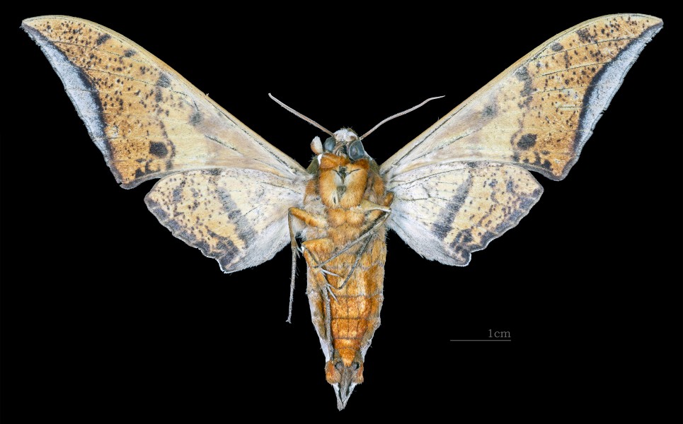 Ambulyx maculifera MHNT CUT 2010 0 155 Assam, India male ventral
