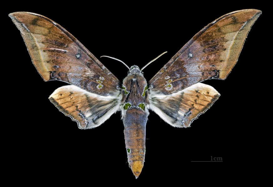 Ambulyx moorei MHNT CUT 2010 0 47 Dawna Range Thailand dorsal