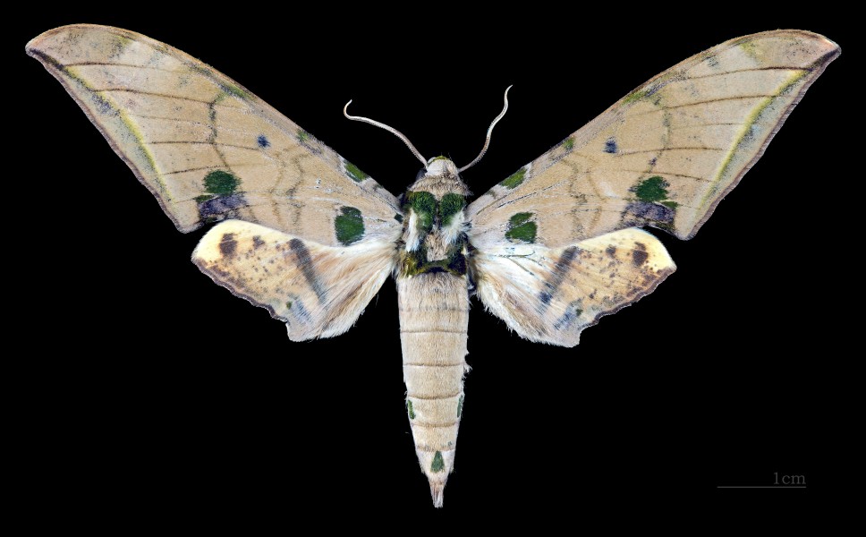 Ambulyx ochracea MHNT CUT 2010 0 87 Chiang Mai Thailand male dorsal