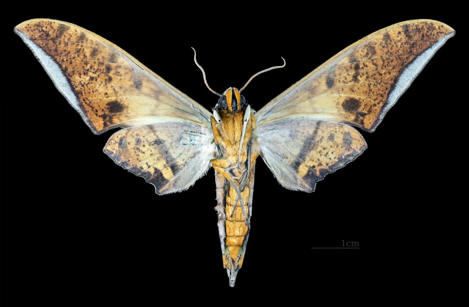 Ambulyx ochracea MHNT CUT 2010 0 87 Chiang Mai Thailand male ventral
