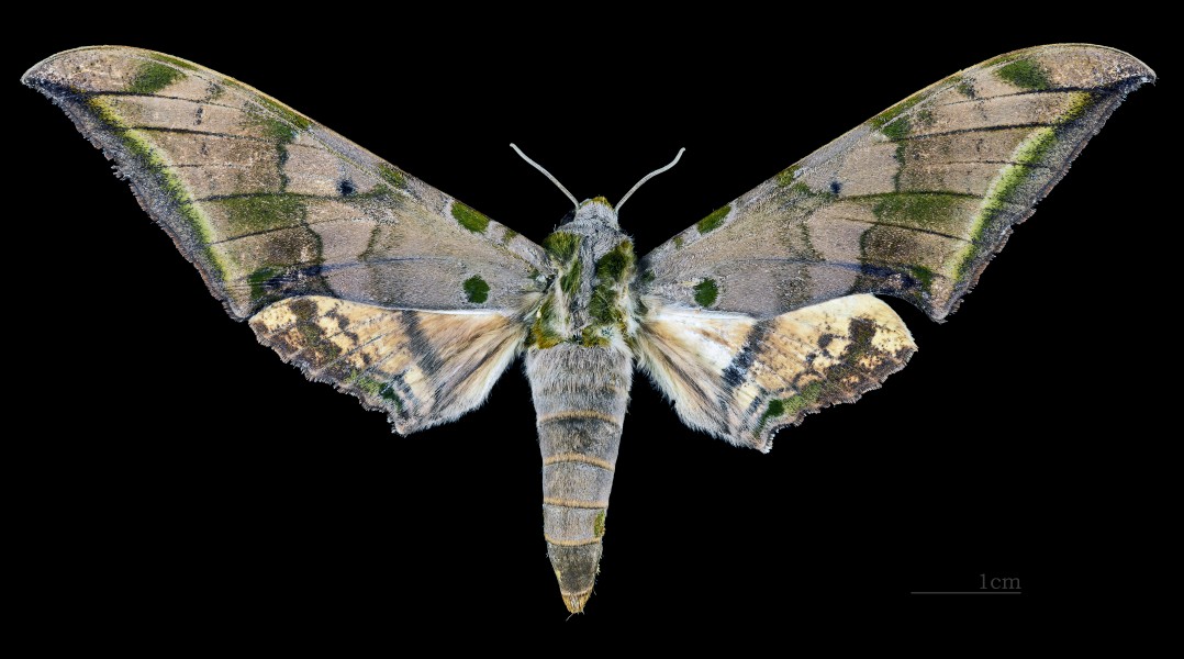 Ambulyx schauffelbergeri MHNT CUT 2010 0 87 Matsuyama, Ehime Japan - female dorsal