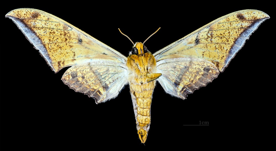 Ambulyx schauffelbergeri MHNT CUT 2010 0 87 Matsuyama, Ehime Japan - female ventral