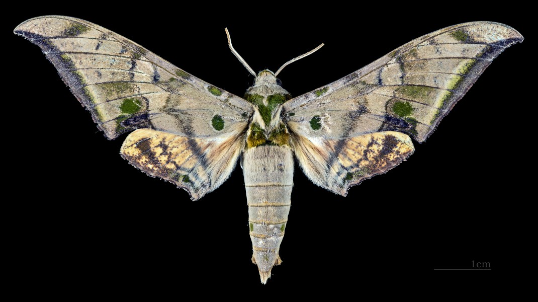 Ambulyx schauffelbergeri MHNT CUT 2010 0 87 Matsuyama, Ehime Japan - male dorsal