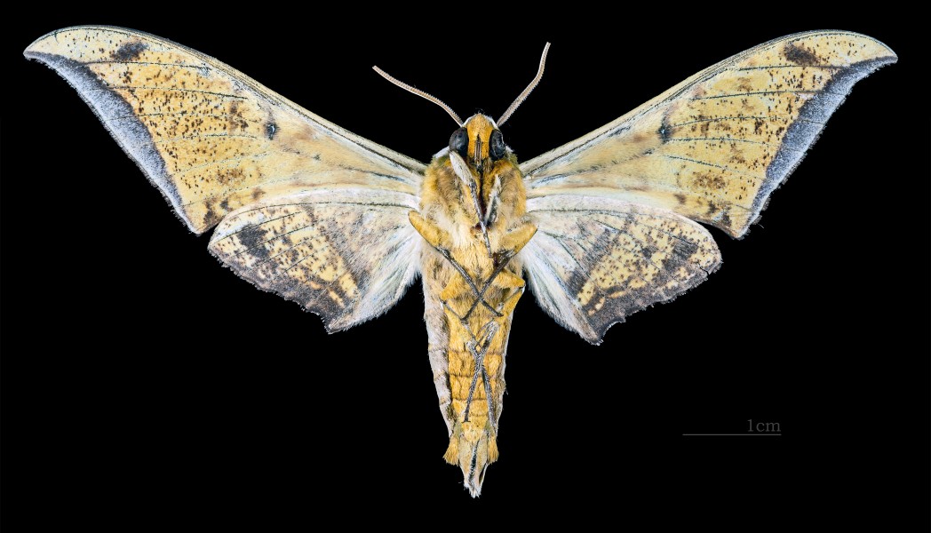 Ambulyx schauffelbergeri MHNT CUT 2010 0 87 Matsuyama, Ehime Japan - male ventral