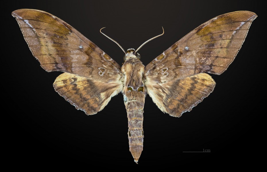 Ambulyx semifervens MHNT CUT 2010 0 25 Ambon island Indonesia dorsal