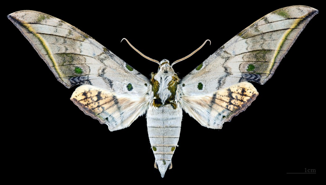 Ambulyx sericeipennis okurai MHNT CUT 2010 0 86 Wushe Taiwan male dorsal