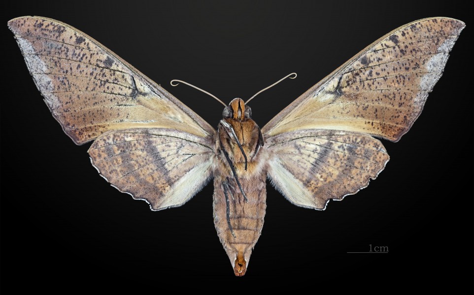 Ambulyx staudingeri MHNT CUT 2010 0 19 Philippines female ventral