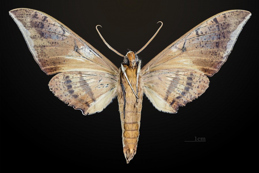 Ambulyx staudingeri MHNT CUT 2010 0 19 Philippines male ventral