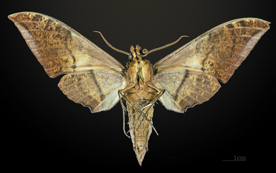 Ambulyx tenimberi MHNT CUT 2010 10 Sulawesi ventral