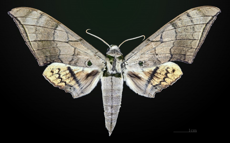 Ambulyx wildei MHNT CUT 2010 0 25 Wau Morobe New Guinea male dorsal