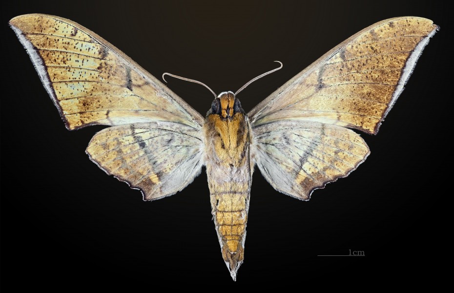 Ambulyx wildei MHNT CUT 2010 0 25 Wau Morobe New Guinea male ventral