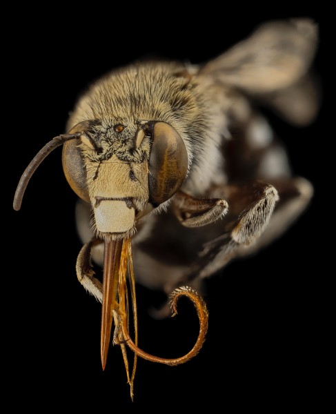 Amegilla, m, face, india 2014-06-18-16.21.21 ZS PMax (14271462090)