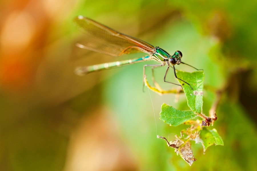 American rubyspot (20478805309)