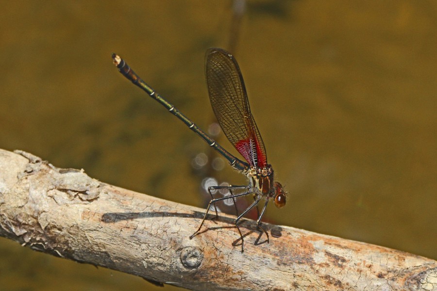 American Rubyspot - Hetaerina americana, Patuxent National Wildlife Refuge, Laurel, Maryland - 7174585875
