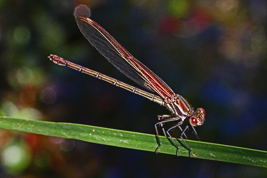 American Rubyspot - Hetaerina americana, Rattlesnake Springs, New Mexico