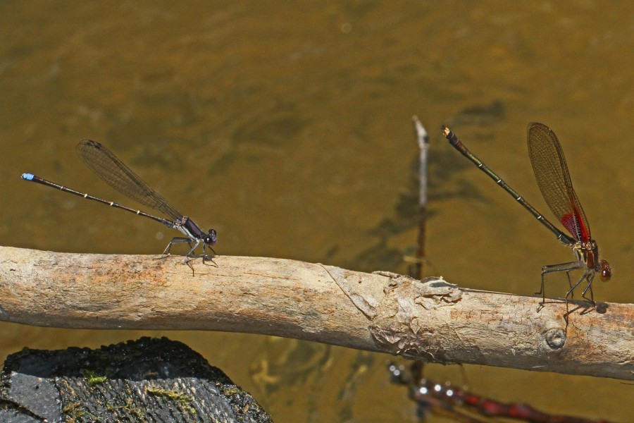 American Rubyspot and Blue-tipped Dancer, Patuxent National Wildlife Refuge, Laurel, Maryland
