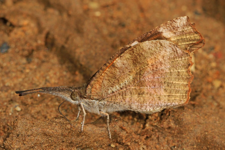 American Snout - Libytheana carinenta, near Buffalo, Texas - 25413533116