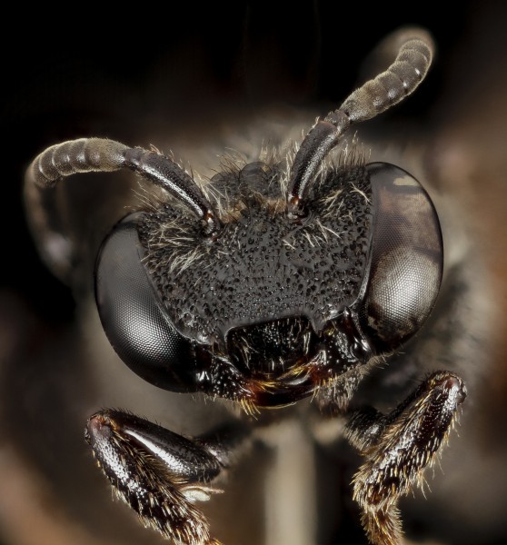 Ammobates muticus, u, italy, face 2014-11-01-19.07.08 ZS PMax (15198948954)