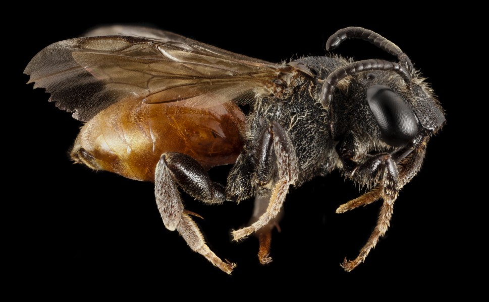 Ammobates muticus, u, italy, side 2014-11-01-19.18.28 ZS PMax (15817023301)