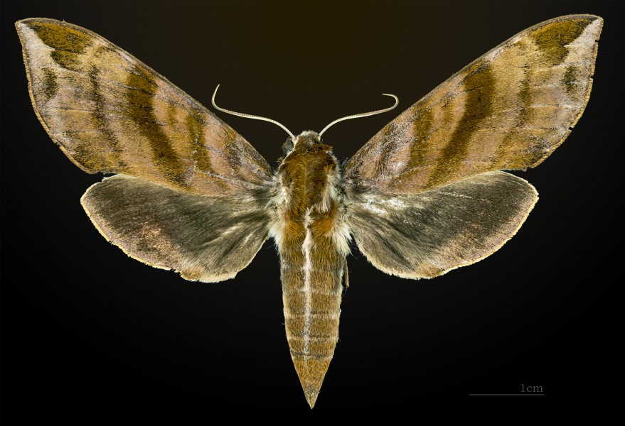 Ampelophaga rubiginosa MHNT CUT 2010 0 28 Anarawa japan female dorsal
