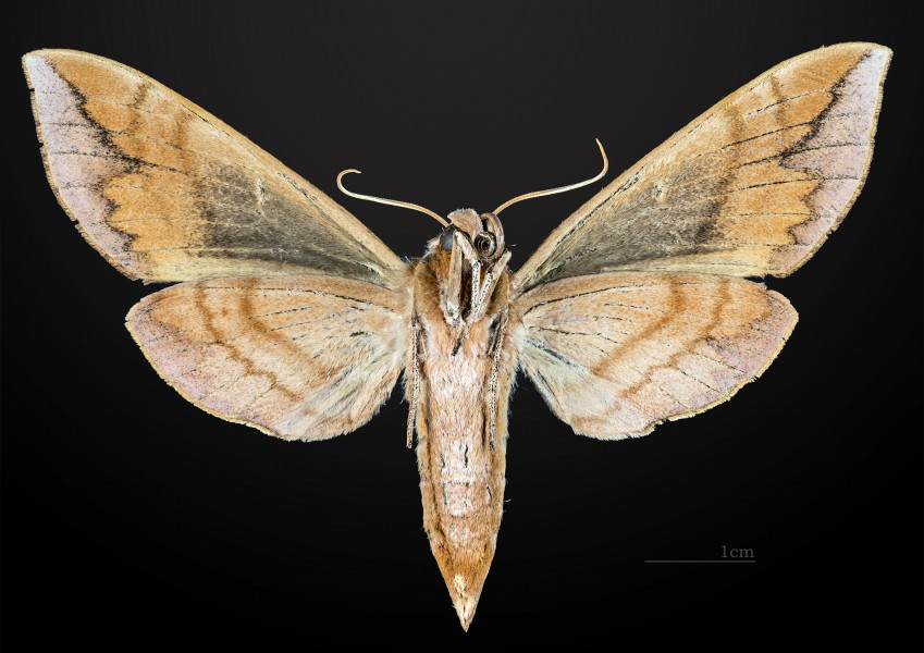 Ampelophaga rubiginosa MHNT CUT 2010 0 28 Anarawa japan female ventral