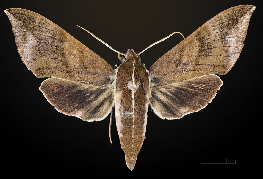 Ampelophaga rubiginosa MHNT CUT 2010 0 28 Nainital India male dorsal