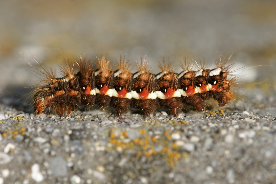 Ampfer Rindeneule, Acronicta rumicis 2
