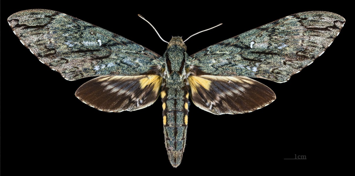 Amphonyx lucifer MHNT CUT 2010 0 67 Itatiaia National Park female dorsal