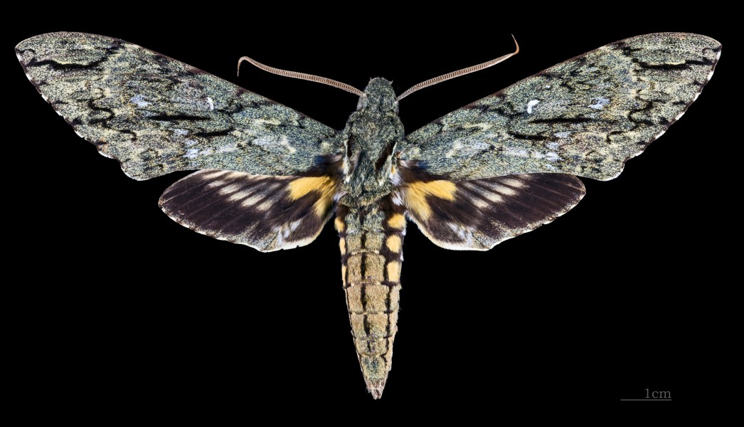 Amphonyx lucifer MHNT CUT 2010 0 67 Santa Catarina Brasil male dorsal