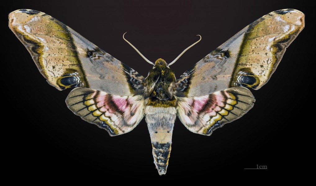 Amplypterus panopus MHNT CUT 2010 0 39 Ban Kheun Laos Male dorsal