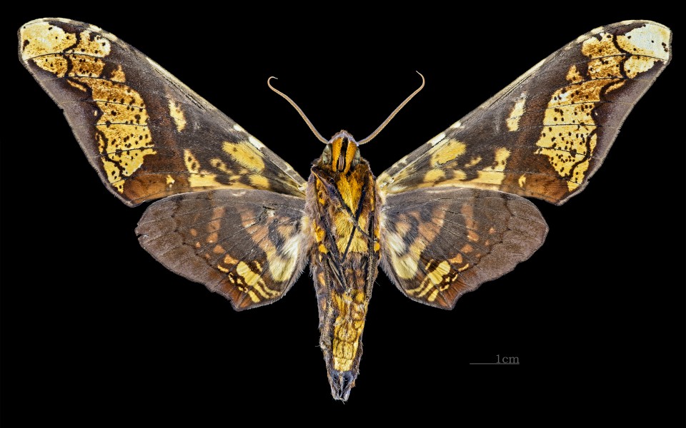 Amplypterus panopus MHNT CUT 2010 0 39 Ban Kheun Laos Male ventral