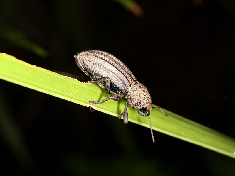 Amycterini sp. (28739824168)