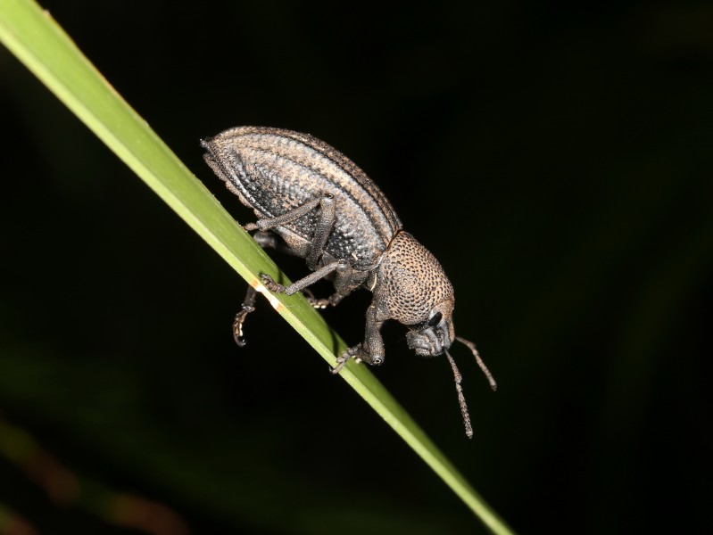 Amycterini sp. (41712838885)