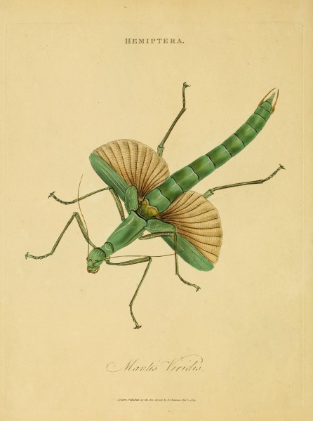 An epitome of the natural history of the insects of India (Plate 10) (7138660651)
