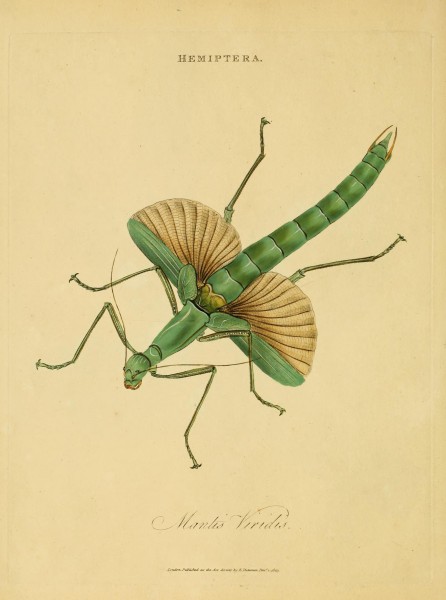 An epitome of the natural history of the insects of India (Plate 10) (7138660651)