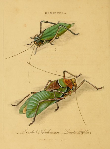 An epitome of the natural history of the insects of India (Plate 13) (6992579908)