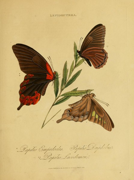 An epitome of the natural history of the insects of India (Plate 17) (7138664993)