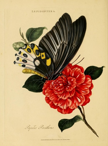 An epitome of the natural history of the insects of India (Plate 18) (6992582762)